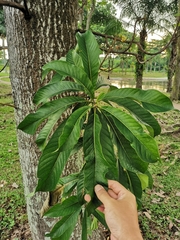 Couroupita guianensis
