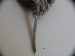 Microtus pennsylvanicus