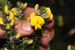 Aspalathus fourcadei