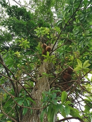 Couroupita guianensis