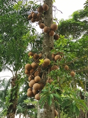 Couroupita guianensis