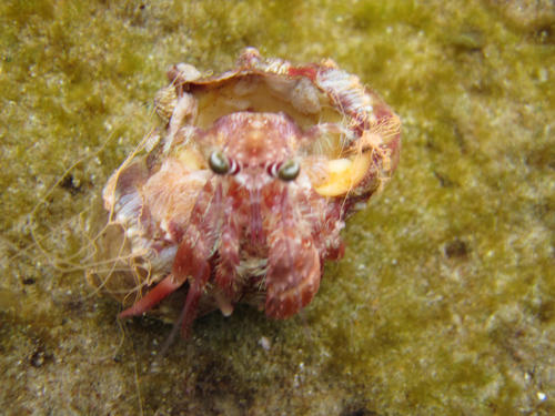 Dardanus gemmatus
