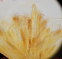 Cudonia lutea