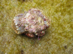 Dardanus pedunculatus