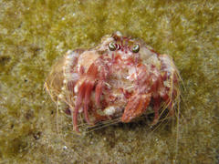 Dardanus pedunculatus