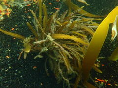 Anthophycus longifolius