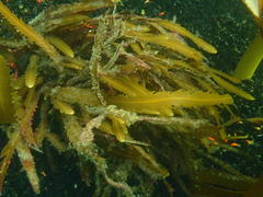 Anthophycus longifolius