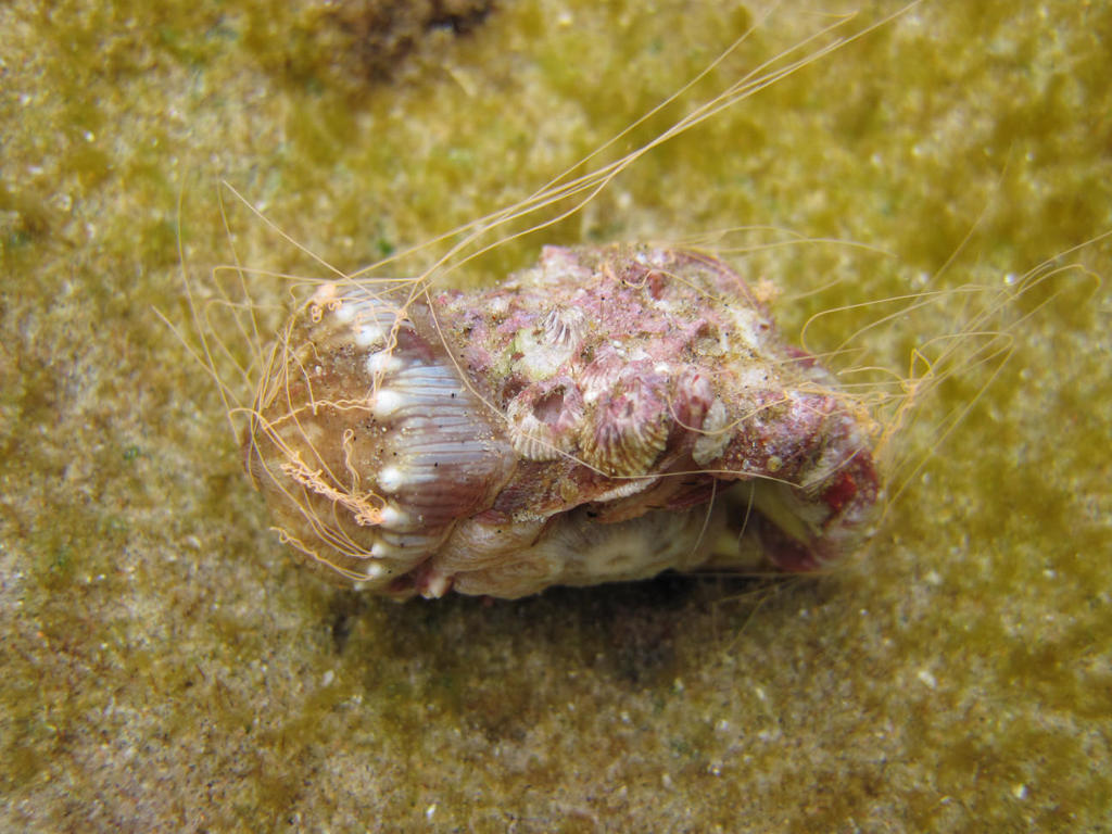 Calliactis polypus