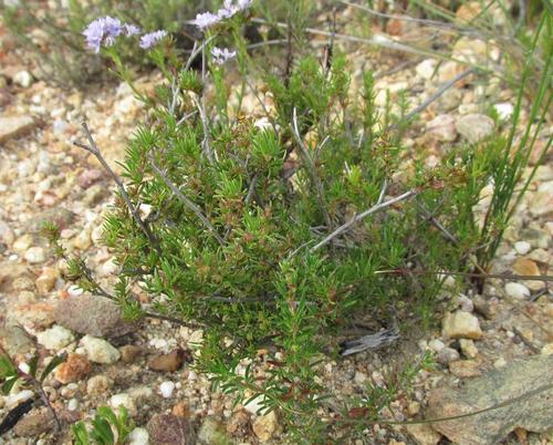 Mountain Daggapit (Nenax divaricata)