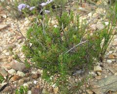 Nenax divaricata