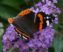 Vanessa atalanta