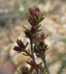 Nenax divaricata