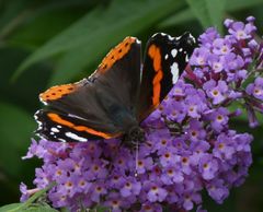 Vanessa atalanta