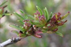 Nenax divaricata