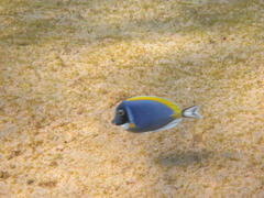 Acanthurus leucosternon
