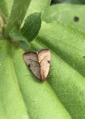 Galgula