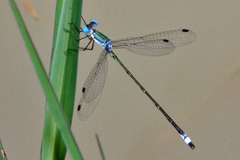 Lestes forficula