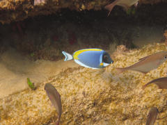 Acanthurus leucosternon