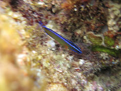 Pseudochromis dutoiti