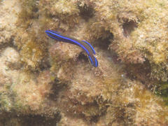 Pseudochromis dutoiti