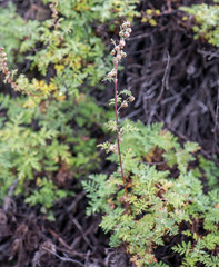 Artemisia santolinifolia