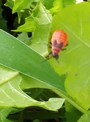 Pyrrhocoris apterus