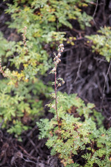 Artemisia santolinifolia