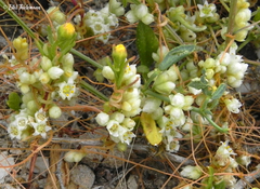 Cuscuta chilensis