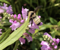 Bombus fervidus