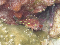 Sebastapistes cyanostigma