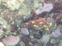 Sebastapistes cyanostigma