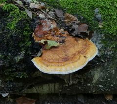 Fomitopsis pinicola