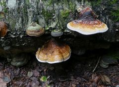 Fomitopsis pinicola