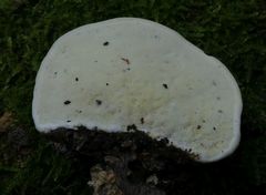 Fomitopsis pinicola