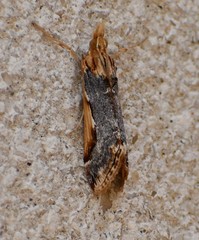 Loxostege albiceralis