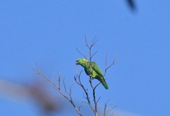 Image of Amazona auropalliata