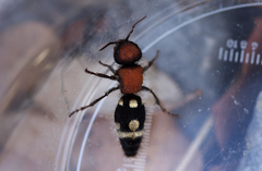 Ronisia brutia