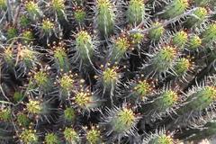 Euphorbia heptagona