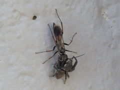 Agenioideus nubecula