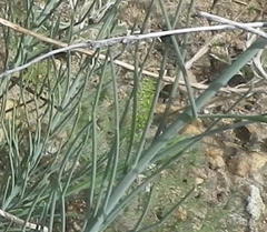 Lebeckia pauciflora