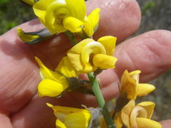 Lebeckia pauciflora