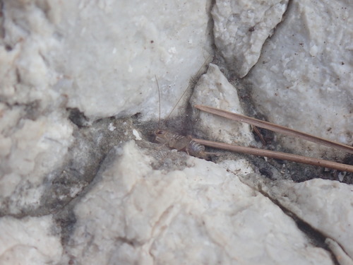 Obalni ljuskavi šturak (Pseudomogoplistes squamiger)