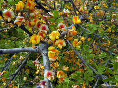 Geoffroea decorticans