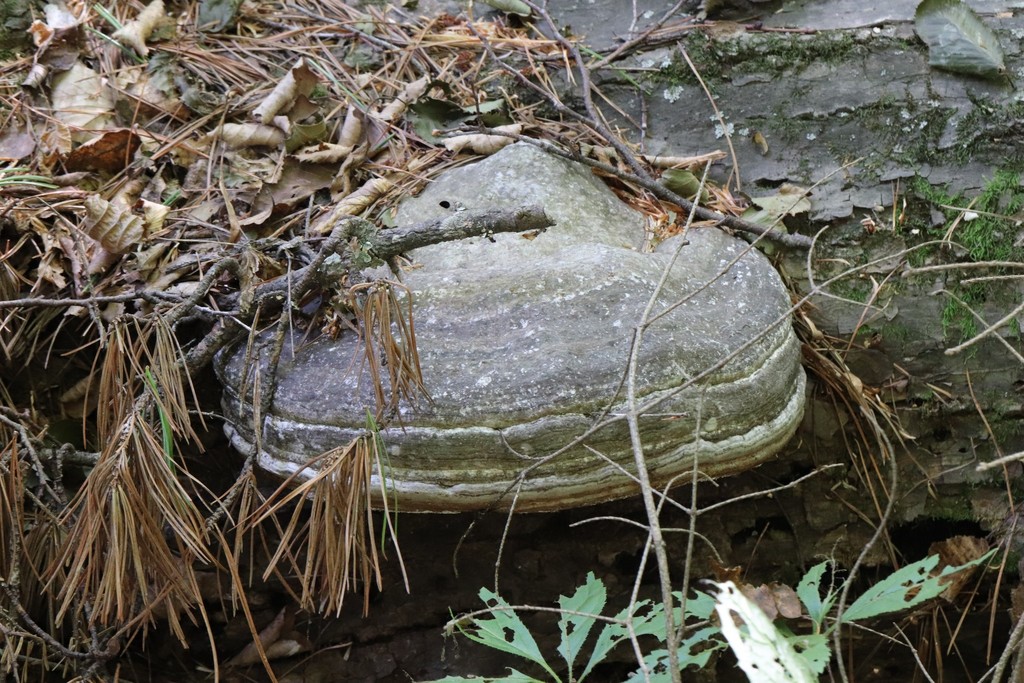 Fomes fomentarius · September 2021 · photo: © ninacourlee (iNaturalist, cc-by)