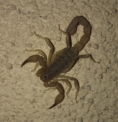 Chihuahuanus russelli