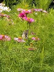 Papilio demoleus