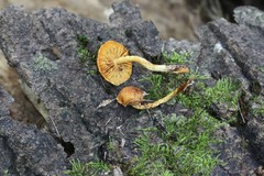 Pleuroflammula tuberculosa