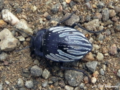 Gyriosomus kingi
