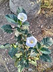 Datura innoxia