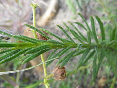 Pseudoselago subglabra